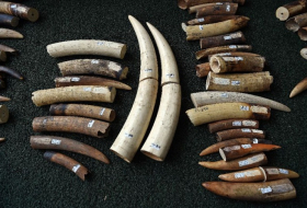 Two tonnes of ivory seized in Vietnam 